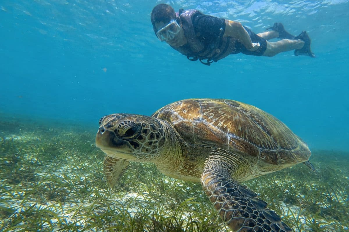 Swim with Turtles Akumal